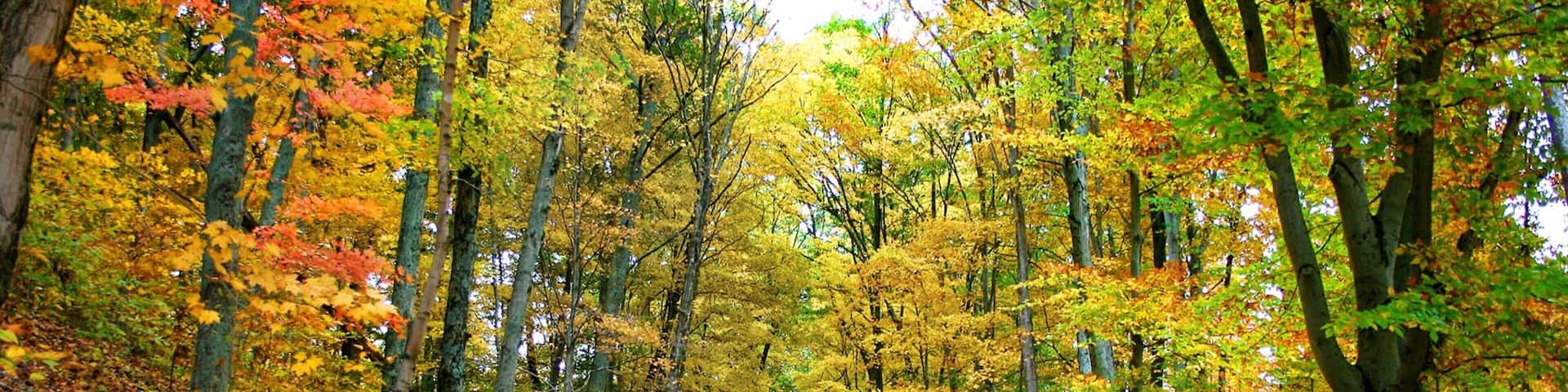 Parc d\'Ă©tat de Brown County montrant feuilles d\'automne et forĂȘts