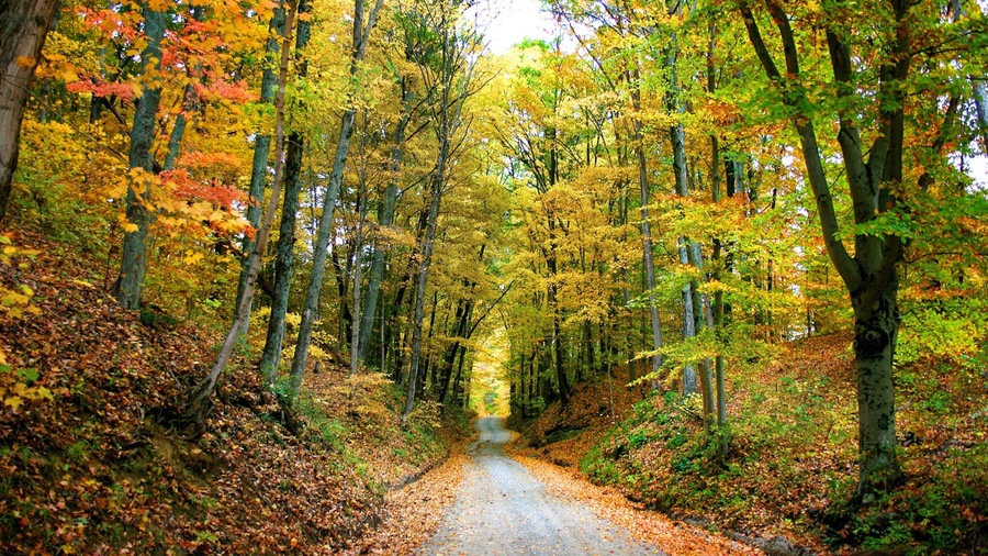 Brown County State Park showing forests and autumn colours
