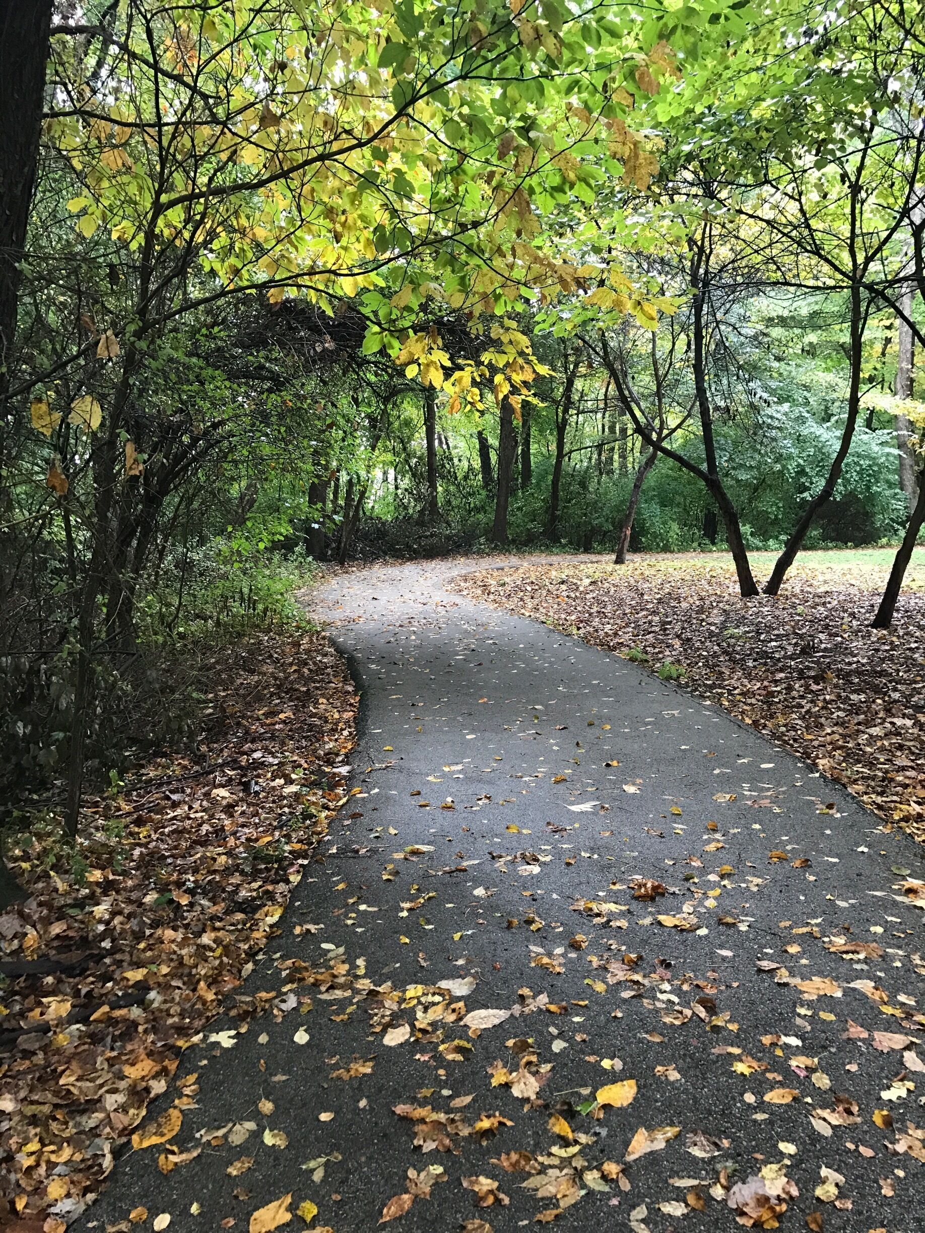 This looks pretty in the fall.