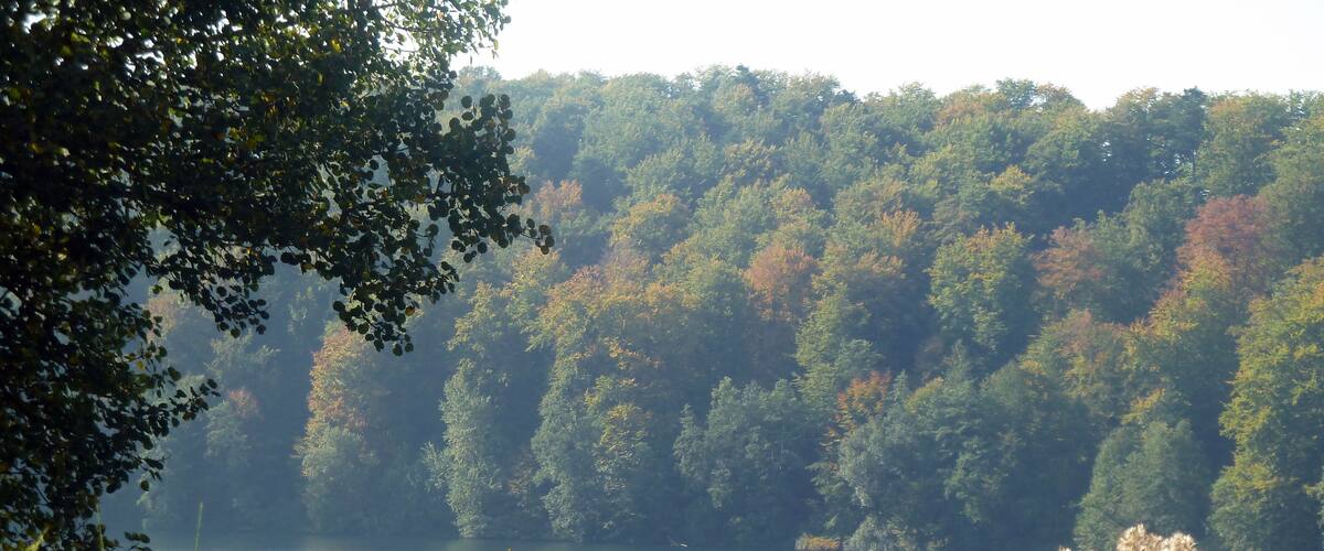 A calm lake surrounded by dense forest with autumn foliage.