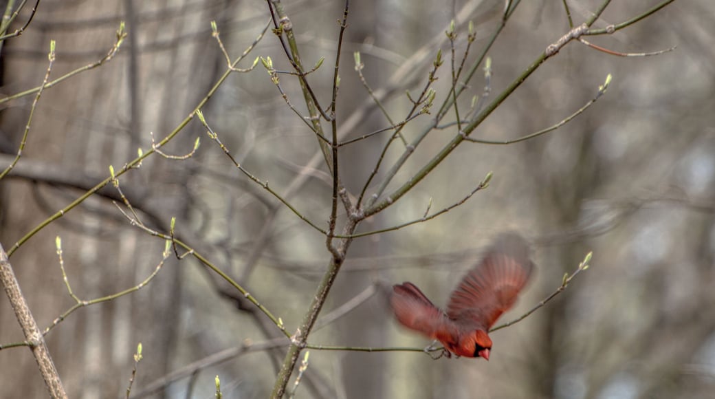 Northern Cardinal - takeoff
