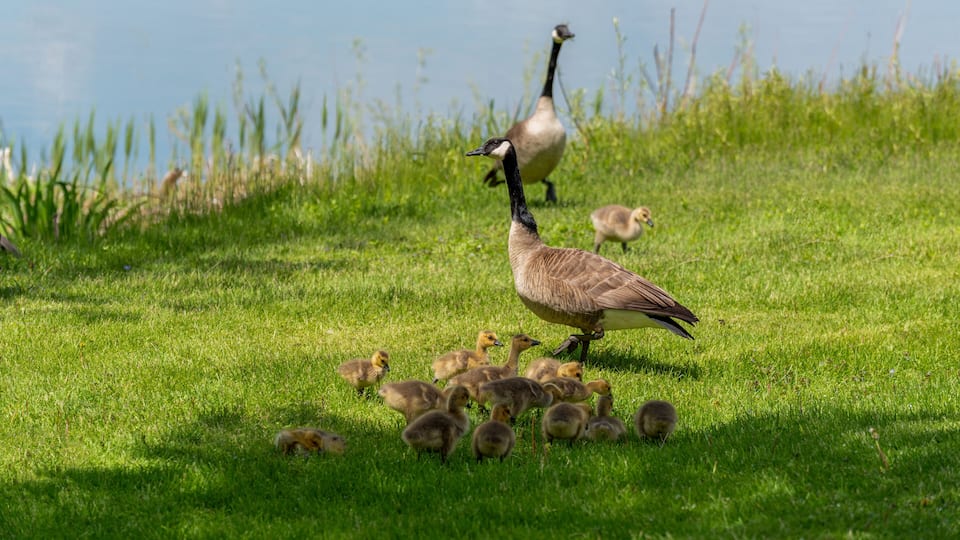 A goose with goslings on a grassy field near a body of water.
