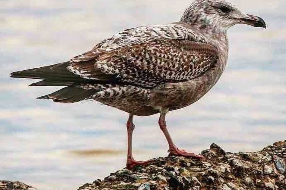 A bird standing on a rocky surface near water.