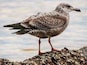 Seagull