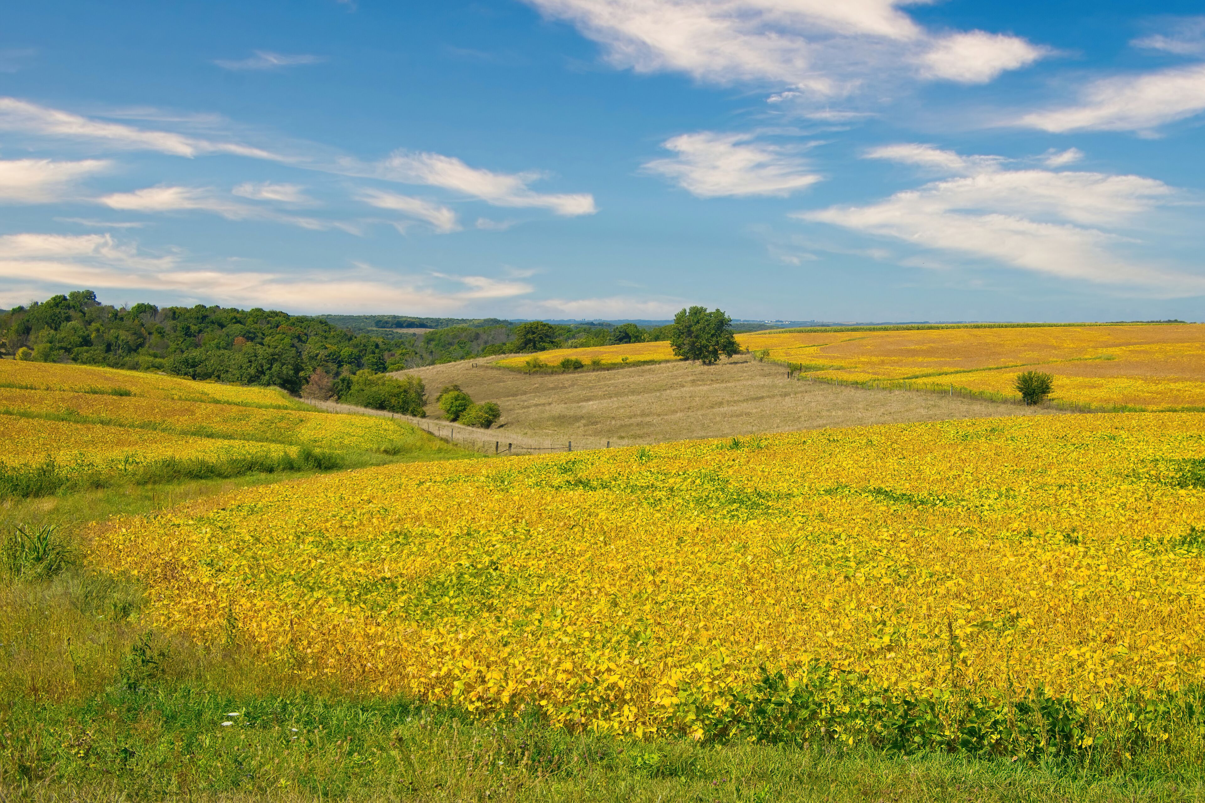 On a sunny day in late-Summer, hilly, yellow fields of soybeans are almost ready to harvest, near Dodgeville, W.