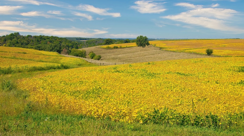 On a sunny day in late-Summer, hilly, yellow fields of soybeans are almost ready to harvest, near Dodgeville, W.