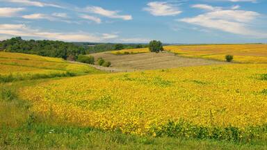 On a sunny day in late-Summer, hilly, yellow fields of soybeans are almost ready to harvest, near Dodgeville, W.