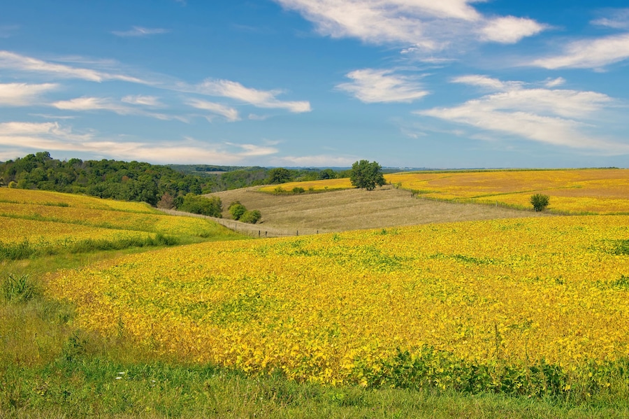 On a sunny day in late-Summer, hilly, yellow fields of soybeans are almost ready to harvest, near Dodgeville, W.