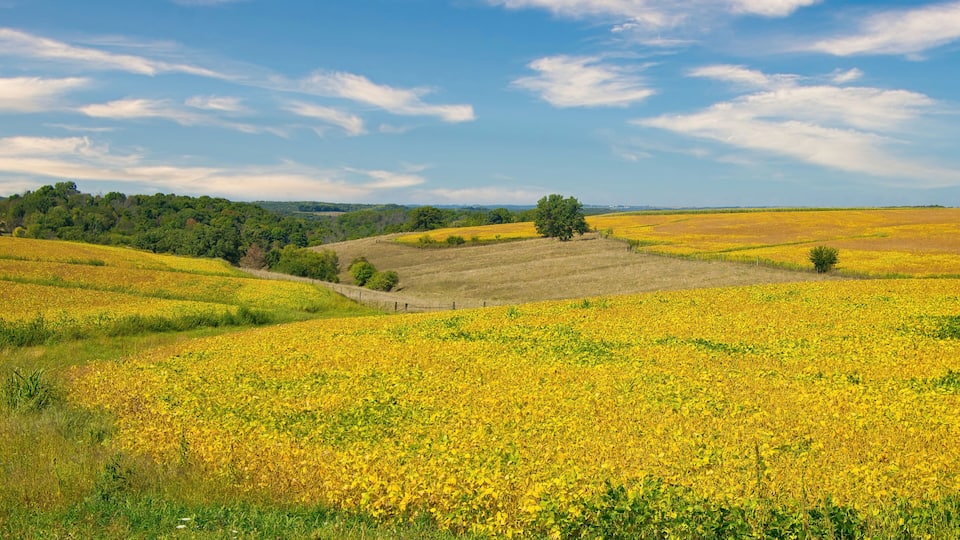 A field of yellow flowers with rolling hills and a clear blue sky.