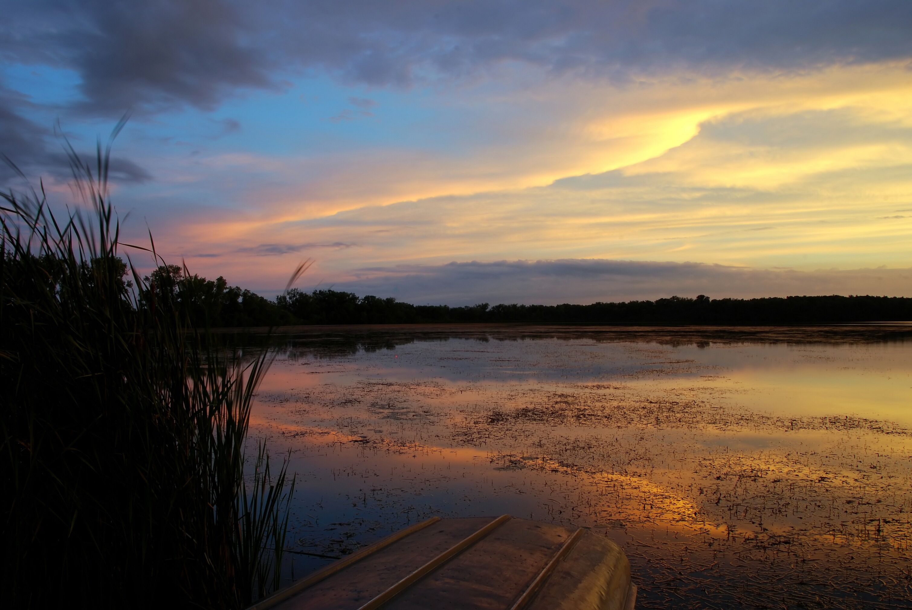 A sunset over a calm lake with reeds in the foreground and a distant tree line.