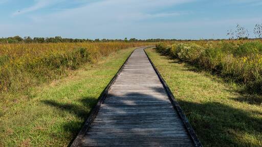 Wooden Boardwalk Trail Through Golden Prairie Wetlands at Sheldon Lake State Park, Texas