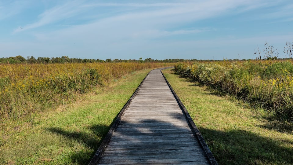 A wooden boardwalk extending into a grassy field with a clear sky above.