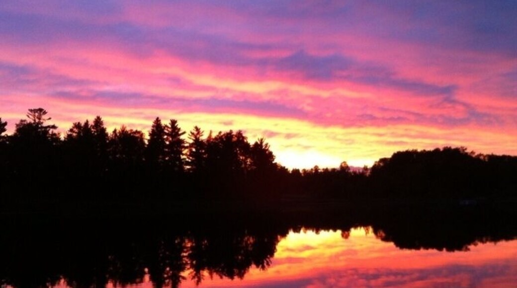 Pines reflecting at sunset #treetrove
