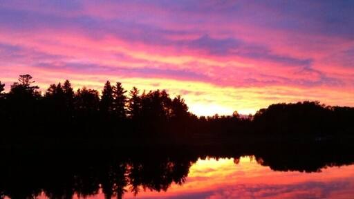 Pines reflecting at sunset #treetrove