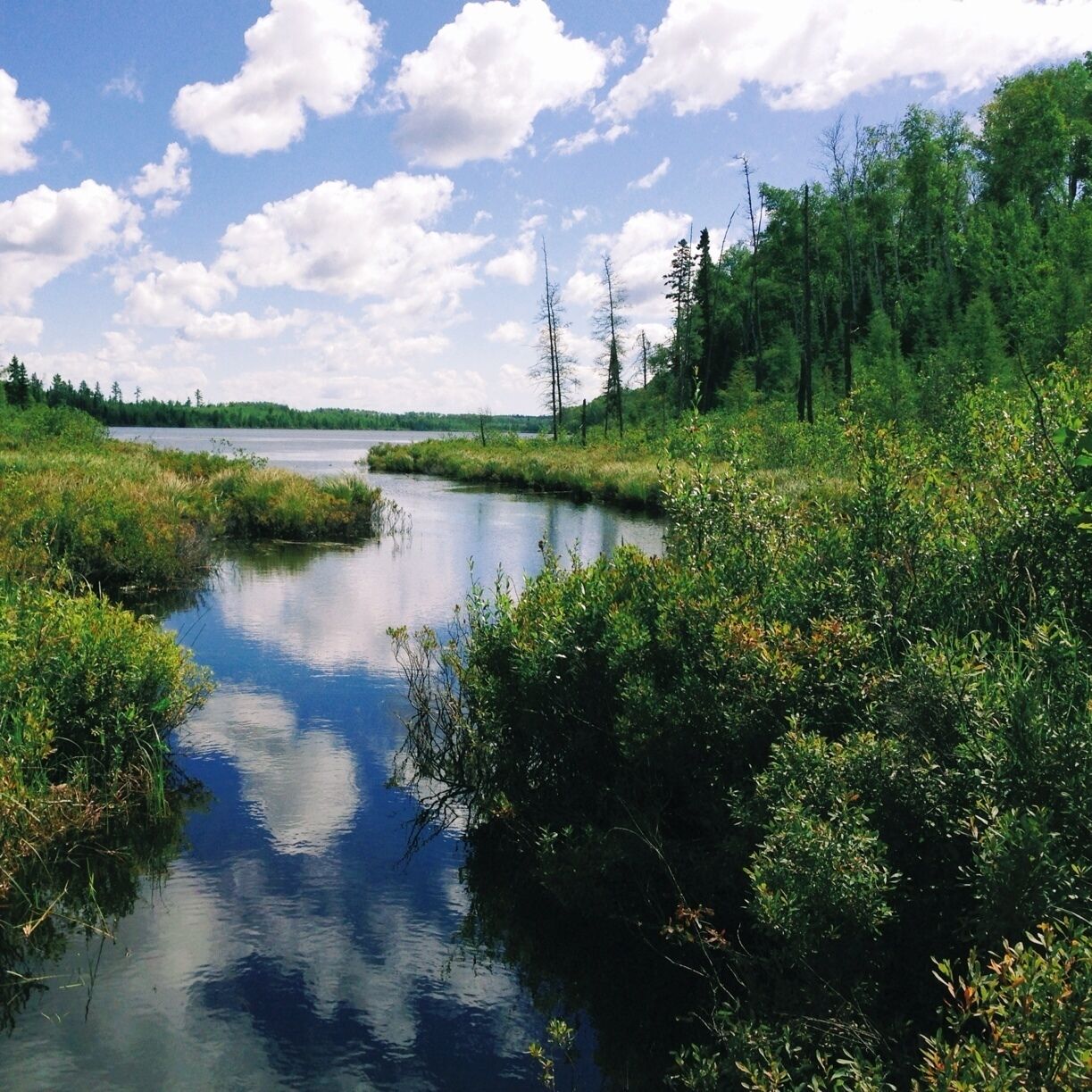 Um rio calmo cercado por vegetação densa e árvores sob um céu parcialmente nublado.