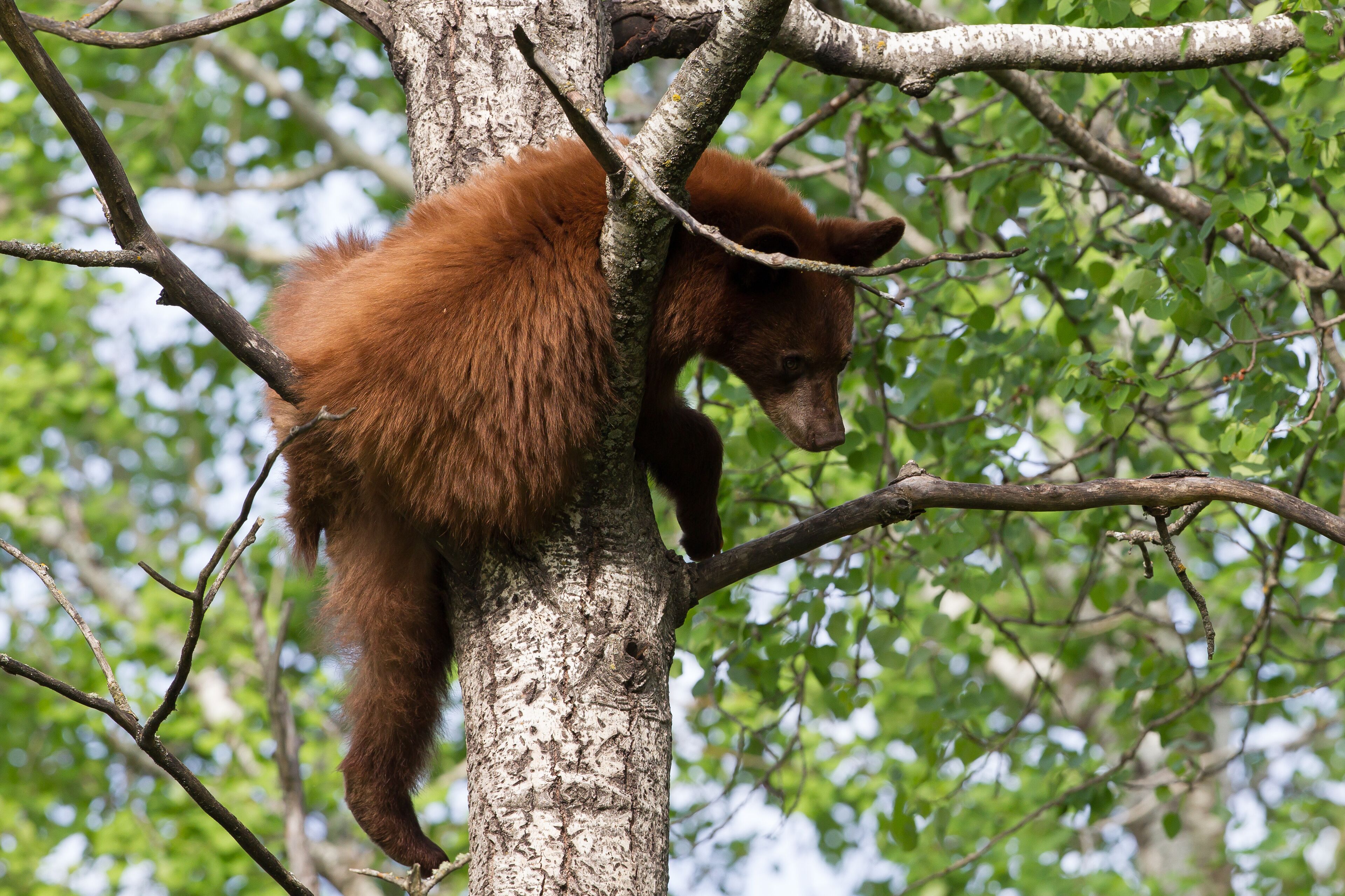 Juvenile Black bear in Orr Minnesota