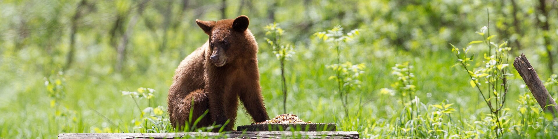 Un oso sentado sobre un tronco en un campo cubierto de hierba, con árboles al fondo.