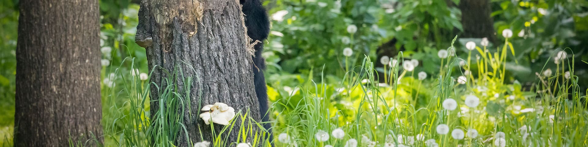 Black bear stands by tree stump surrounded by dandilions