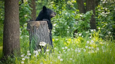 Black bear stands by tree stump surrounded by dandilions