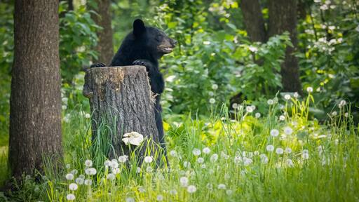 Black bear stands by tree stump surrounded by dandilions