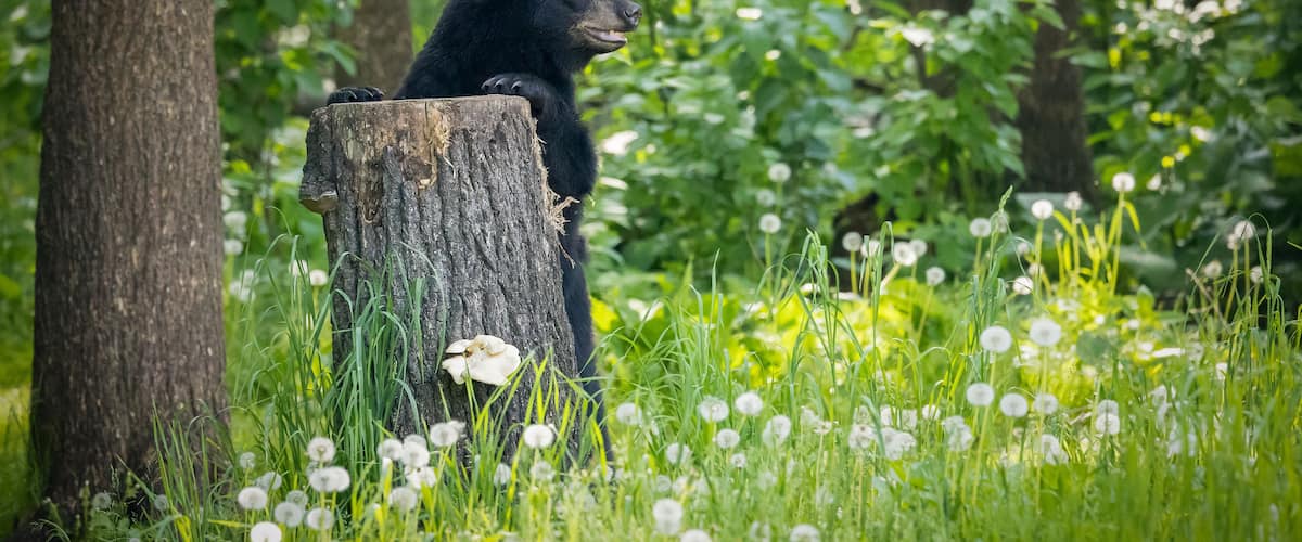 A black bear standing on a tree stump in a forest with green foliage and dandelions.