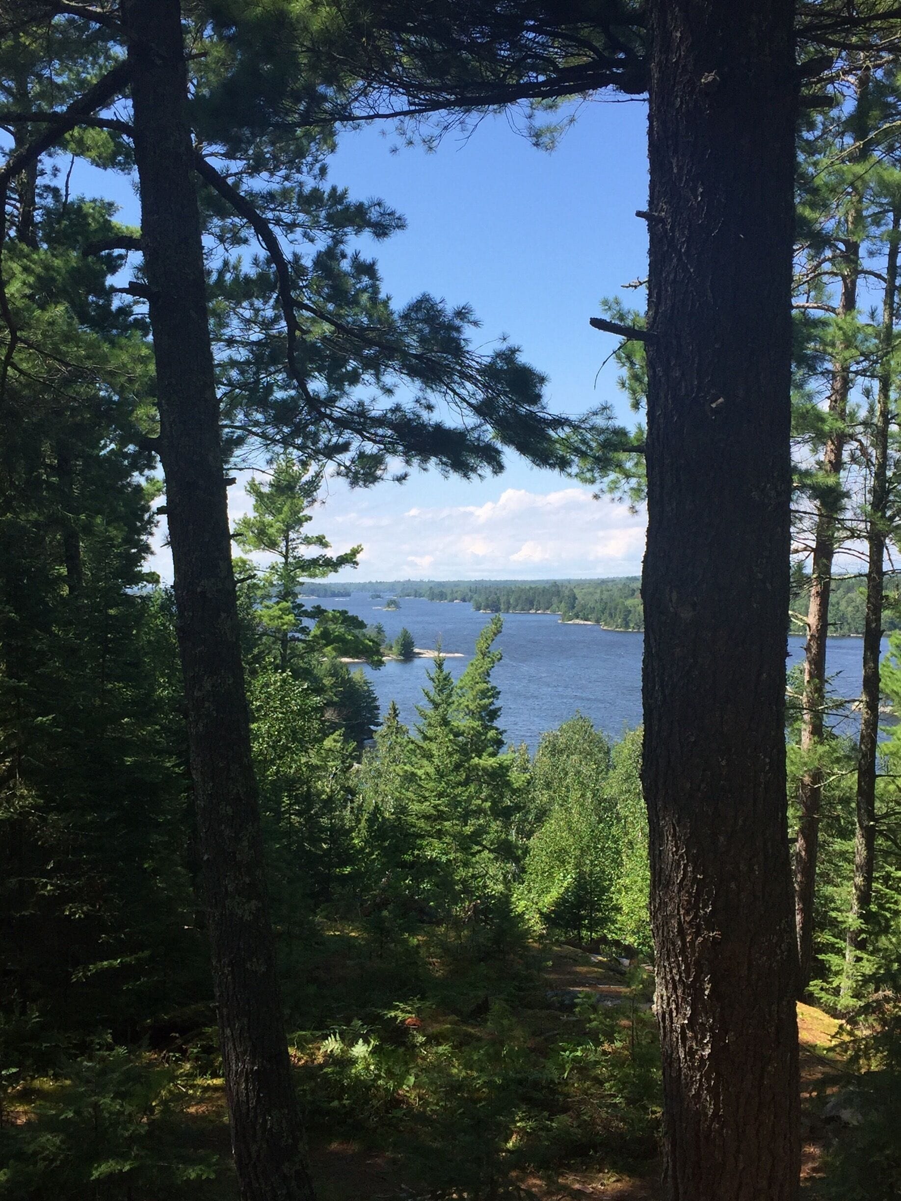 A forested area with tall trees and a lake in the background.
