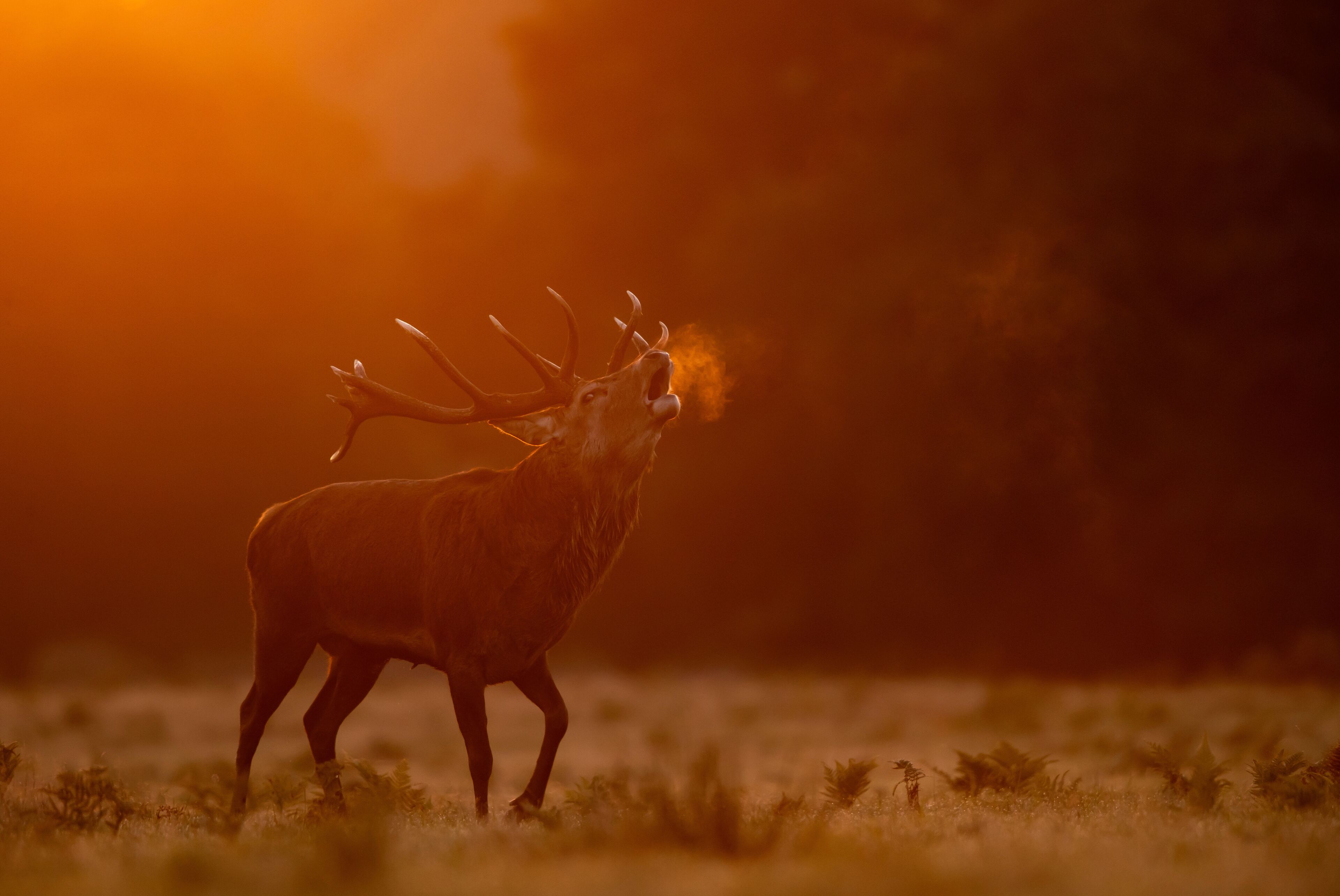 Red deer (Cervus elaphus) stag roaring at dawn with visible breath, Bradgate Park, Leicestershire, UK. October. 