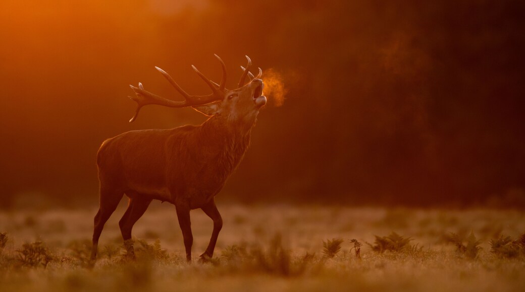 Red deer (Cervus elaphus) stag roaring at dawn with visible breath, Bradgate Park, Leicestershire, UK. October.