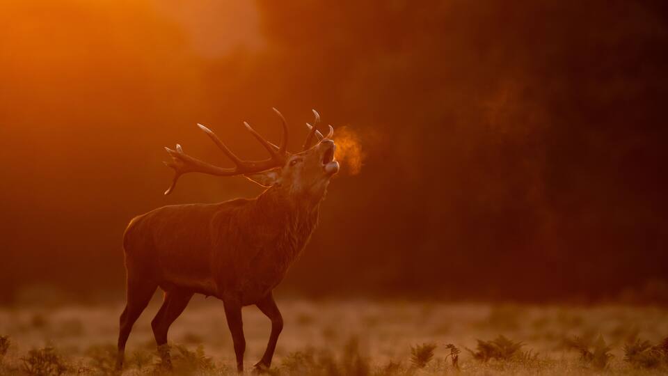 A stag in a field with a sunset in the background.
