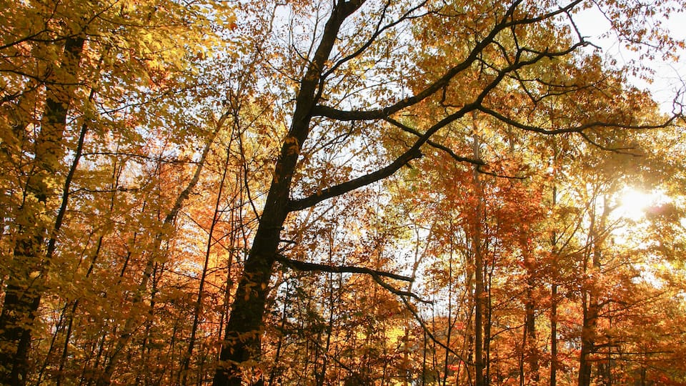 A forest with autumn-colored leaves and sunlight filtering through the trees.