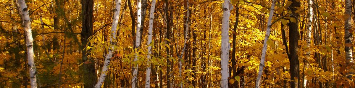 White birch tree trunks against a background of trees with yellow leaves in the woods during autumn near Hinckley Minnesota
