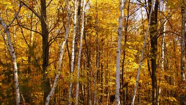 White birch tree trunks against a background of trees with yellow leaves in the woods during autumn near Hinckley Minnesota