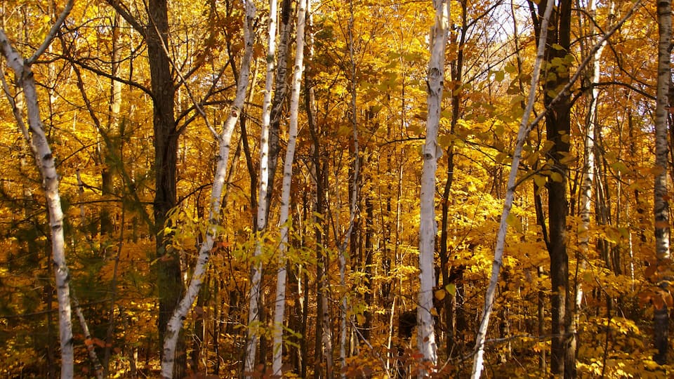 A dense forest of birch trees with yellow leaves.