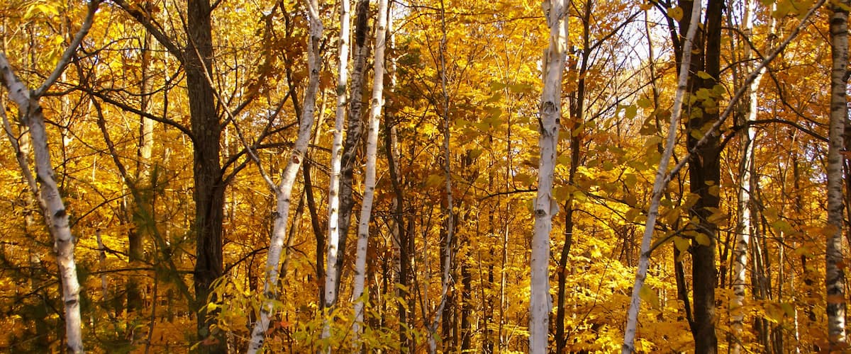 White birch tree trunks against a background of trees with yellow leaves in the woods during autumn near Hinckley Minnesota
