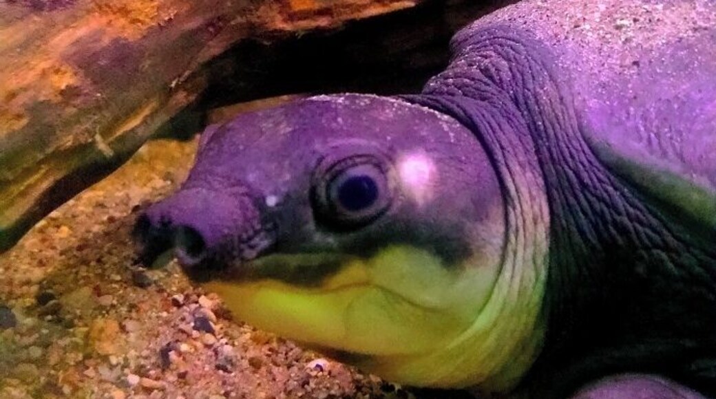 A really cute reptile and amphibian zoo. They even have an alligator! They do daily shows and feedings of the animals and are looking to expand in really cool ways.