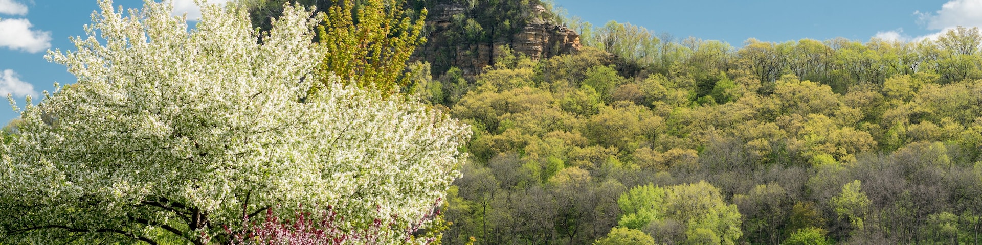 Un parque con un lago, un árbol en flor y una colina rocosa con una torre.