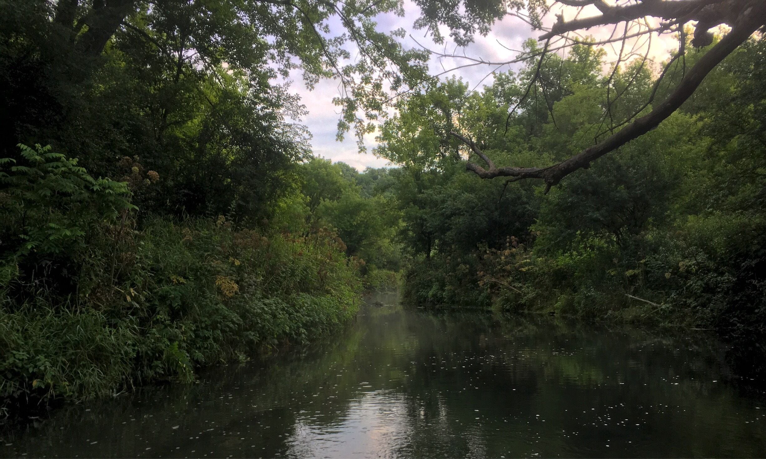 Beautiful trout stream in SE MN.  The fly fishing is amazing.  #browntrout #flyfishing #redwing #minnesota