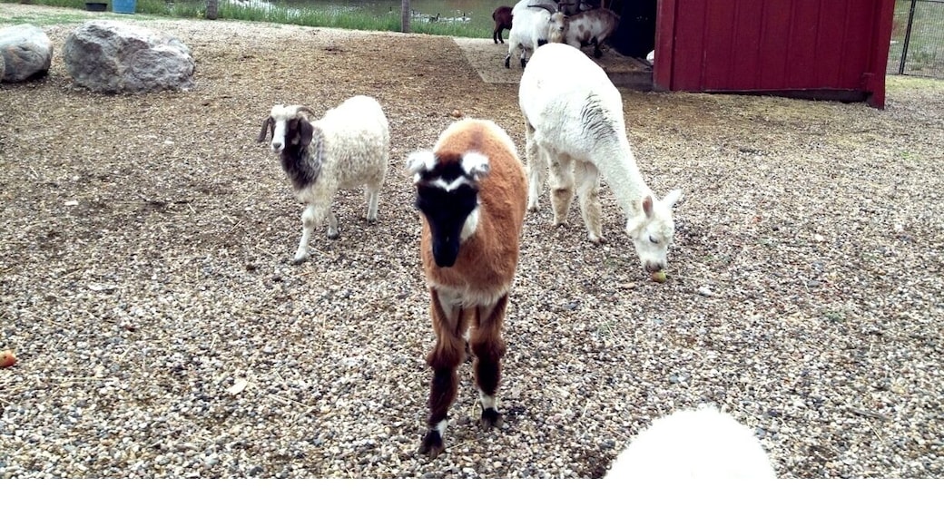 Animals parading over at the Oleson Park Petting Zoo (just don't feed them). Among the exhibits include billy goats, llamas, peacocks, turkeys, swans, tortoises, and white tail deer.