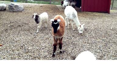 Animals parading over at the Oleson Park Petting Zoo (just don't feed them). Among the exhibits include billy goats, llamas, peacocks, turkeys, swans, tortoises, and white tail deer.