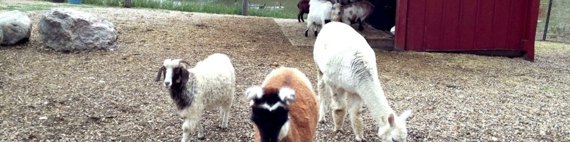 Animals parading over at the Oleson Park Petting Zoo (just don't feed them). Among the exhibits include billy goats, llamas, peacocks, turkeys, swans, tortoises, and white tail deer.