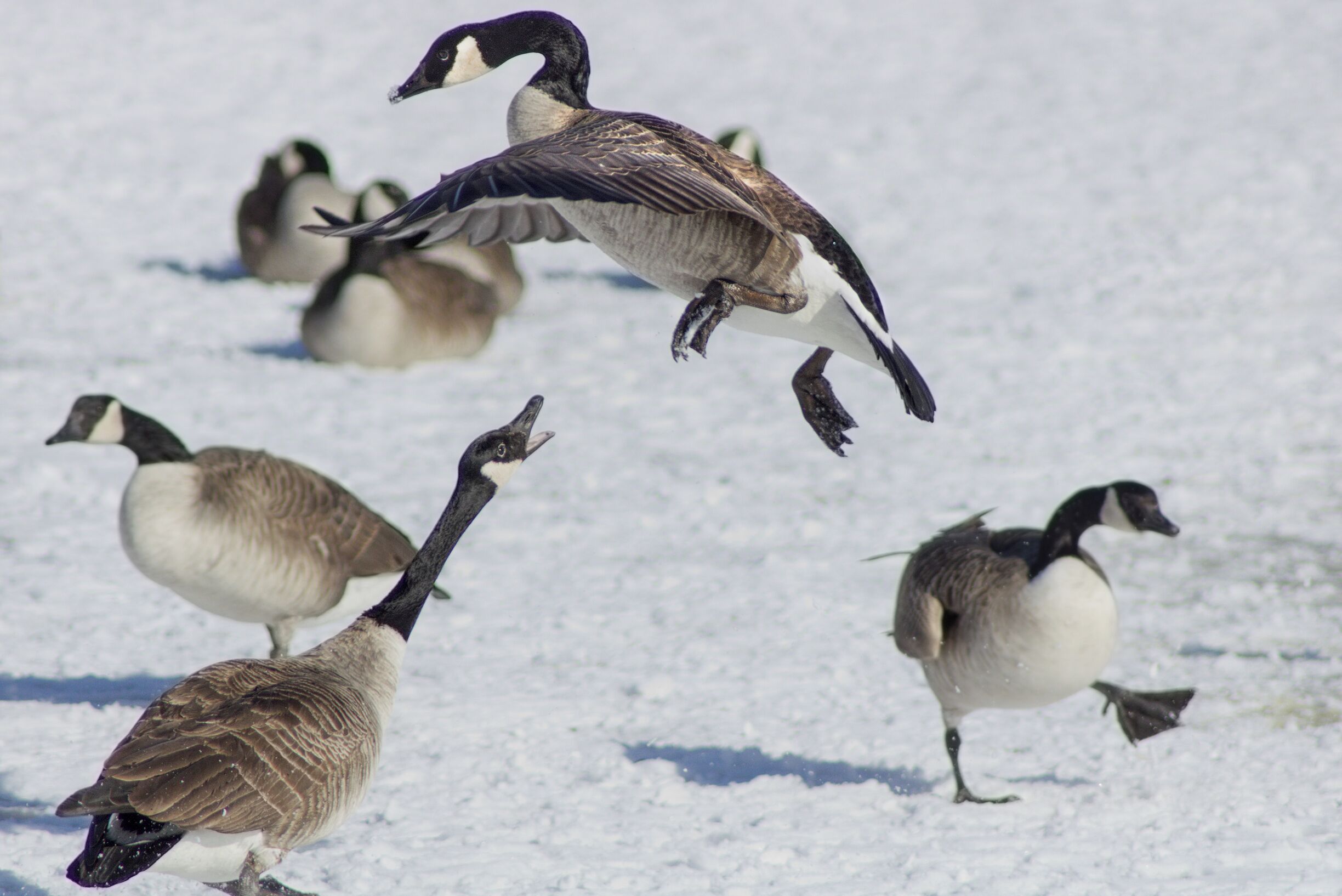 Geese fighting on Iowa State University's Lake LaVerne.

#wildlife #geese #bird
