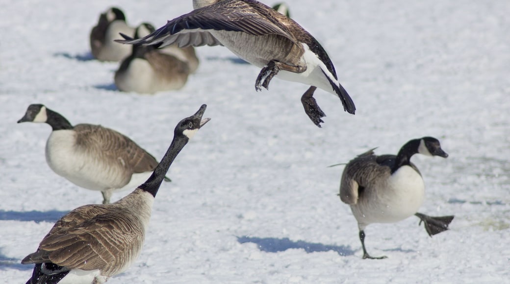 Geese fighting on Iowa State University's Lake LaVerne.
#wildlife #geese #bird
