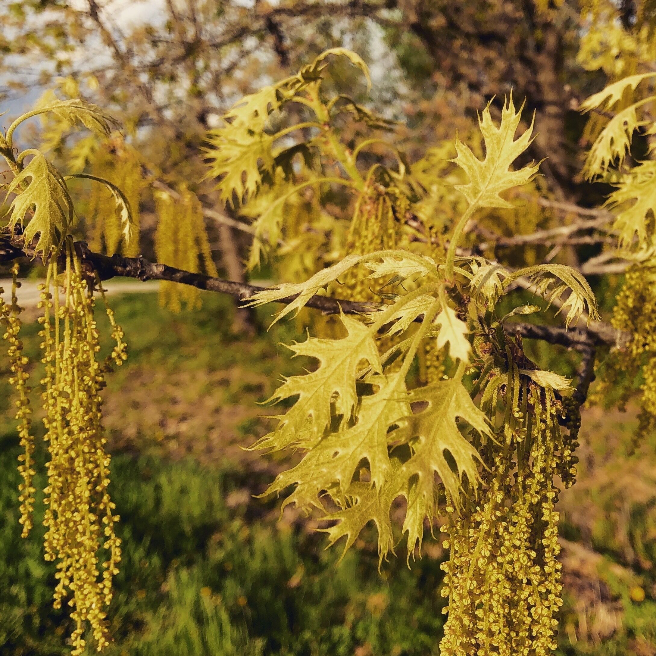 It’s springtime in Iowa and this campground just outside of Pella is quite beautiful.