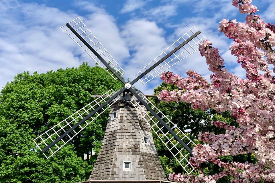 A traditional windmill with a wooden structure and metal blades, surrounded by lush green trees and blooming pink flowers.