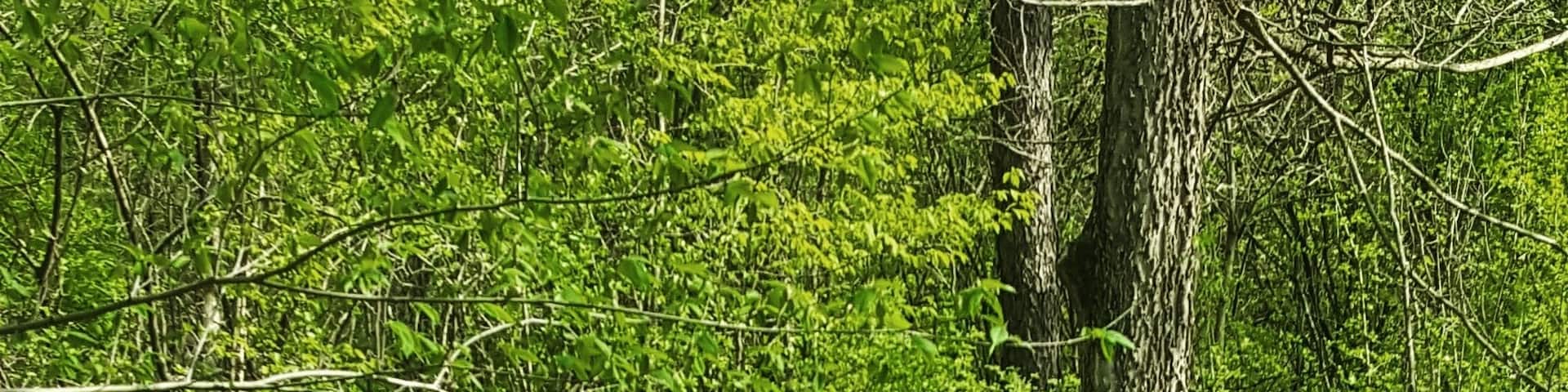 Explore the roads less traveled.
#takeahike