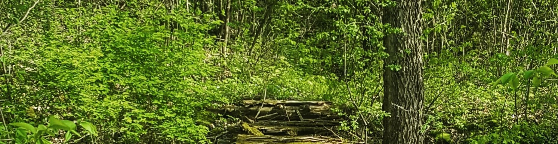 Explore the roads less traveled.
#takeahike