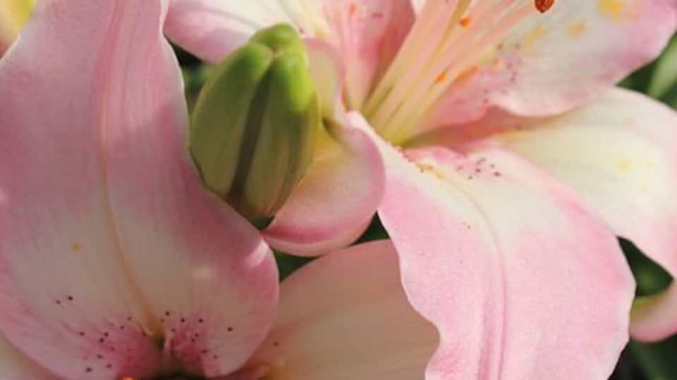A pink lily with a green bud and orange stamens.