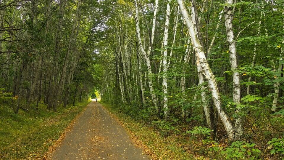 A forested path with birch trees and fallen leaves.