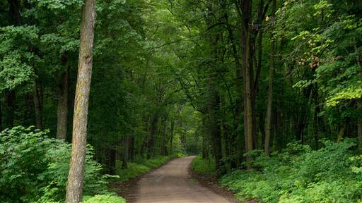 A dirt road to Trader's Bay Resort near Walker, Minnesota, USA; Minnesota, United States of America