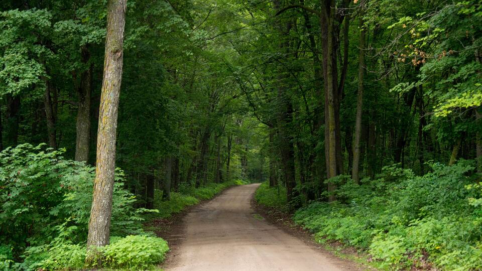 A forested dirt road surrounded by tall trees and lush greenery.
